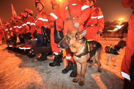 Members of a Chinese rescue team with sniffer dogs are ready to board a plane leaving for quake-hit Haiti, at the Capital International Airport in Beijing, capital of China, Jan. 13, 2010. A 7.0-magnitude earthquake hit Haiti on Tuesday local time, collapsing a hospital and damaging government buildings in its capital city of Port-au-Prince. (Xinhua/Xing Guangli) Members of a Chinese rescue team with sniffer dogs are ready to board a plane leaving for quake-hit Haiti, at the Capital International Airport in Beijing, capital of China, Jan. 13, 2010. A 7.0-magnitude earthquake hit Haiti on Tuesday local time, collapsing a hospital and damaging government buildings in its capital city of Port-au-Prince. (Xinhua/Xing Guangli)